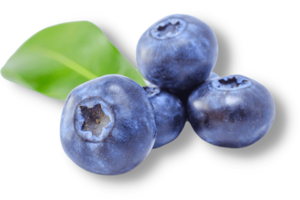 Blaubeeren Muffins ohne Zucker im Thermomix
